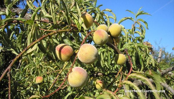 Fresquillas inmaduras