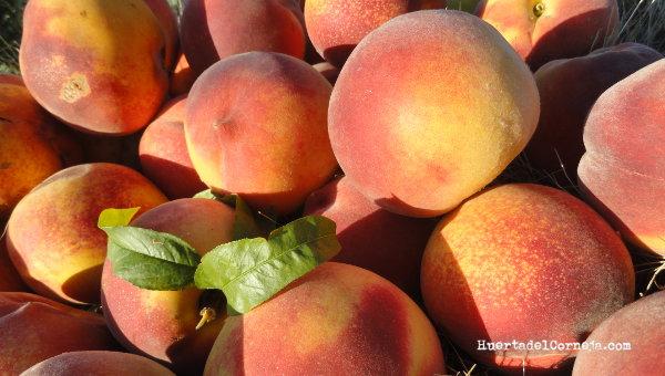 Fesquillas recién recolectadas