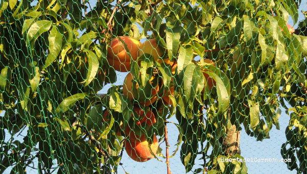 arbol fresquilla cubierto red