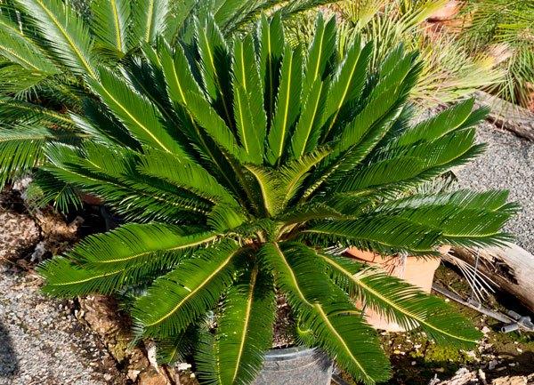 palmeras-ornamentales-Las-Palmas