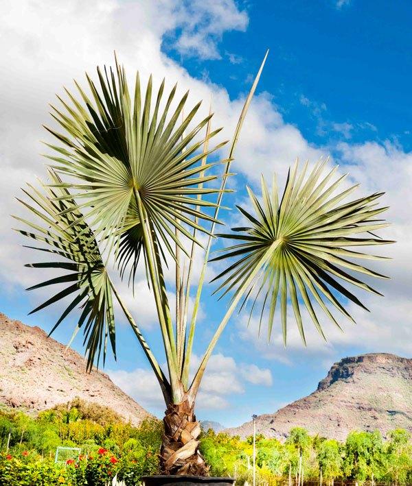 palmeras ornamentales Las-Palmas-de-Gran-Canaria