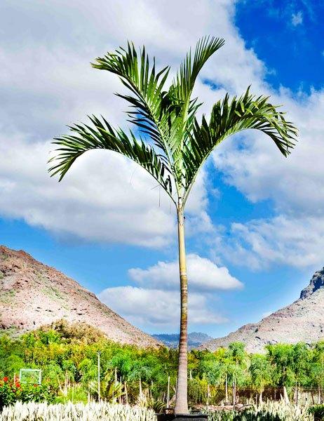 palmeras ornamentales en-Las-Palmas