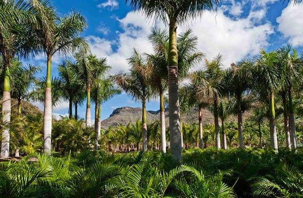 Cuidados de una palmera según Jardinería Las Palmas