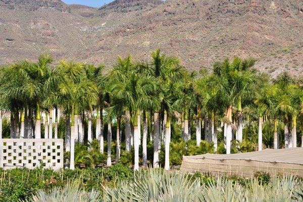 Como plantar una palmera según jardinería Las Palmas