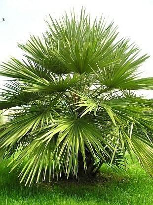 CHAMAEROPS HUMILIS – VIVEROS MOGAN LAS PALMAS