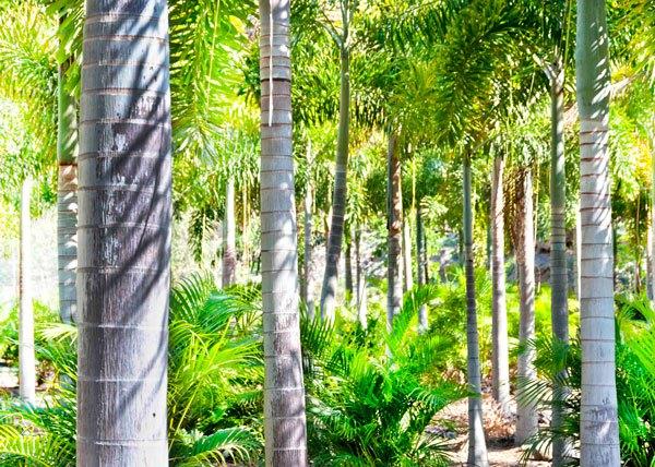 Sitios donde colocar tu palmera