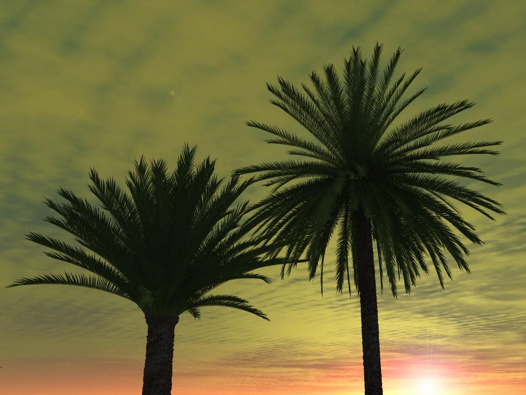 PALMERA CANARIA, VIVEROS MOGAN–VIVEROS LAS PALMAS: