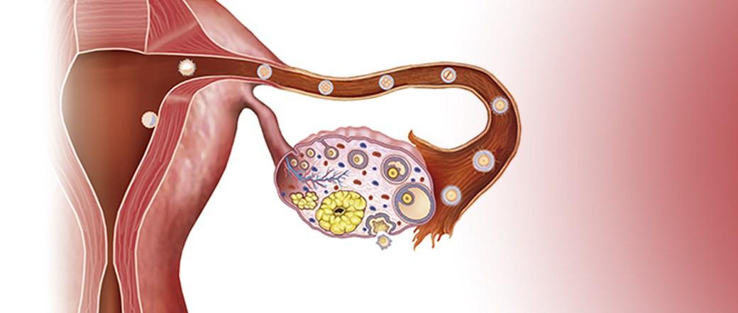Tips para quedar embarazada 