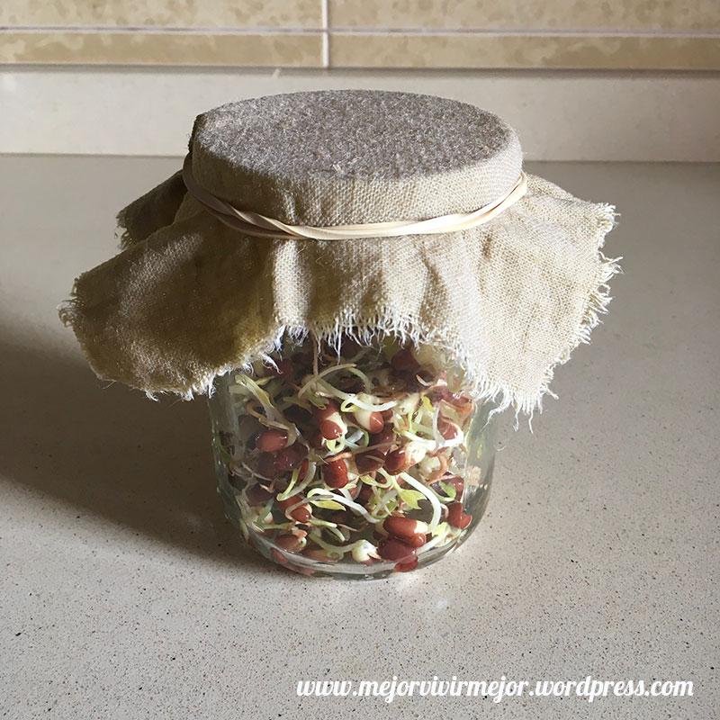 Cómo preparar germinados en casa