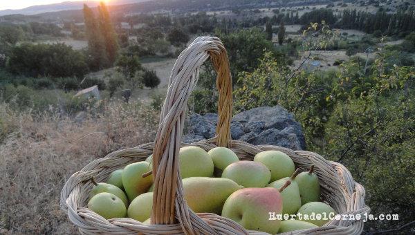 cesta peras ercolina