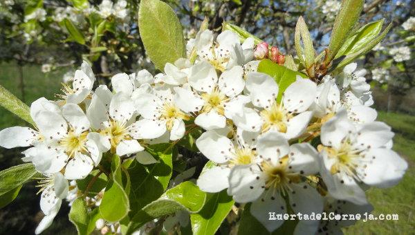 Flores de peral ercolina