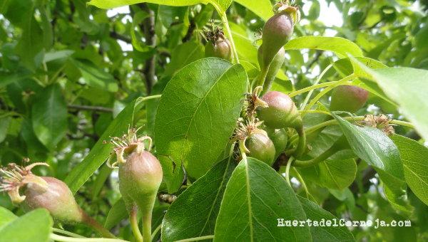 frutos peral ercolini