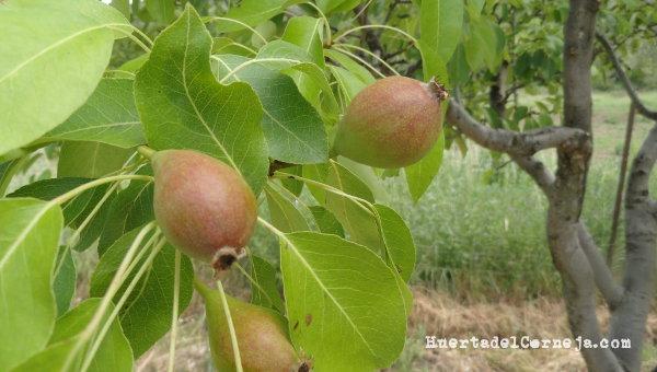 frutos peral ercoli, pera agua