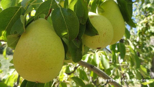 Peras de agua madurando