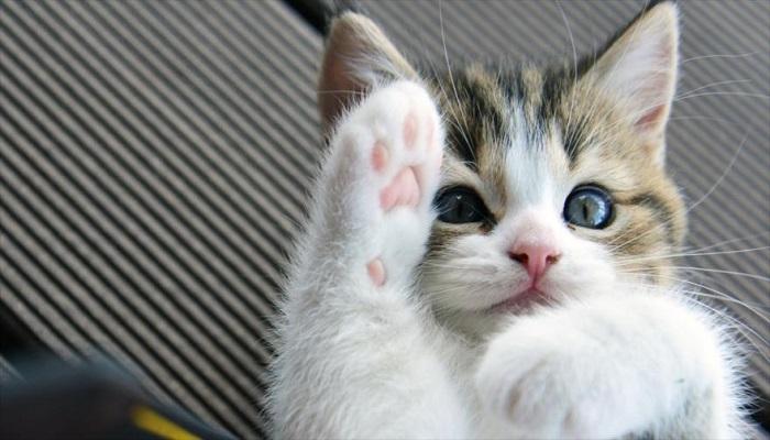 detecta a tiempo esta anomalía