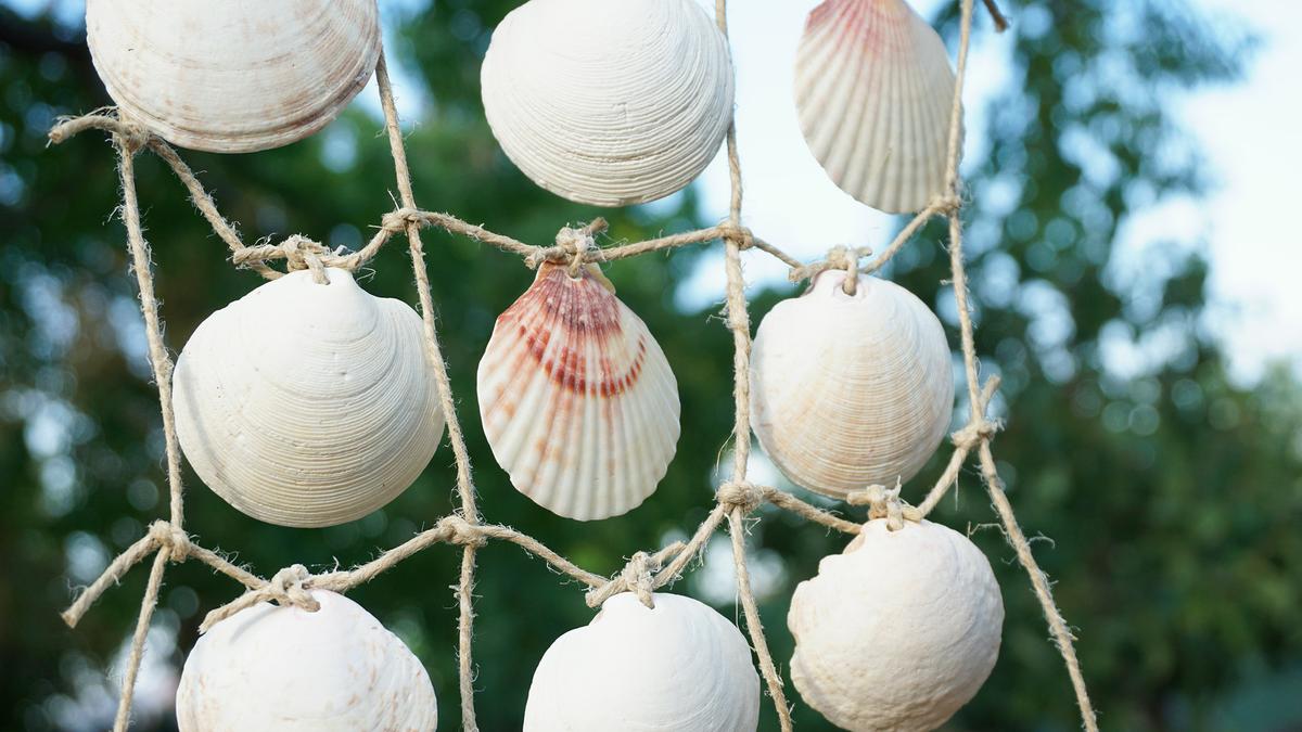 4 MANUALIDAD CON CONCHAS MARINAS.jpg