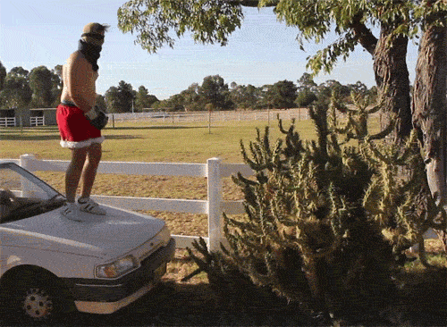 cactus decoracion boda