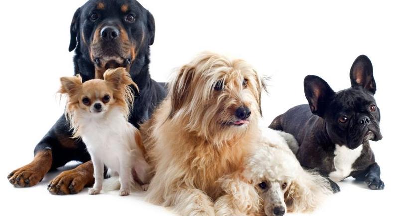 alimento para perros