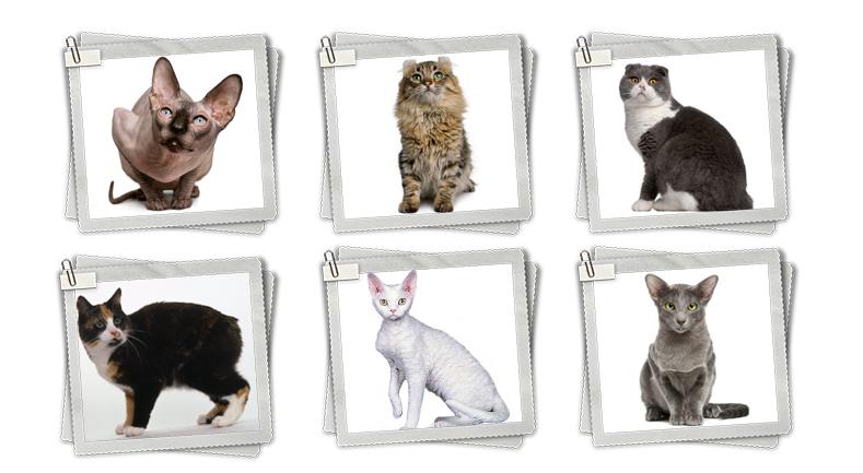 Las 6 razas más extrañas de gatos | Best for Pets