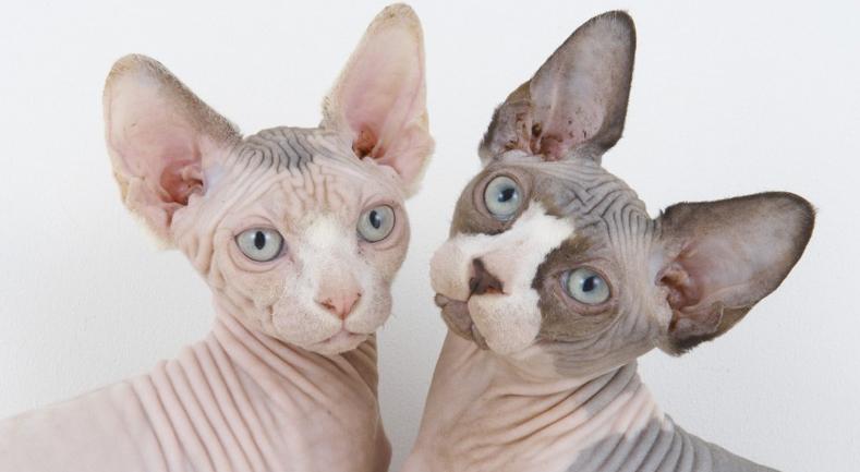 Sphynx o Gato Esfinge | Best for Pets