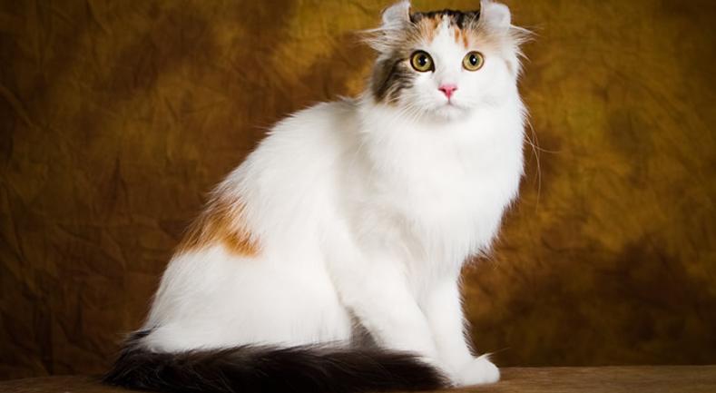 Curl Americano | Best for Pets