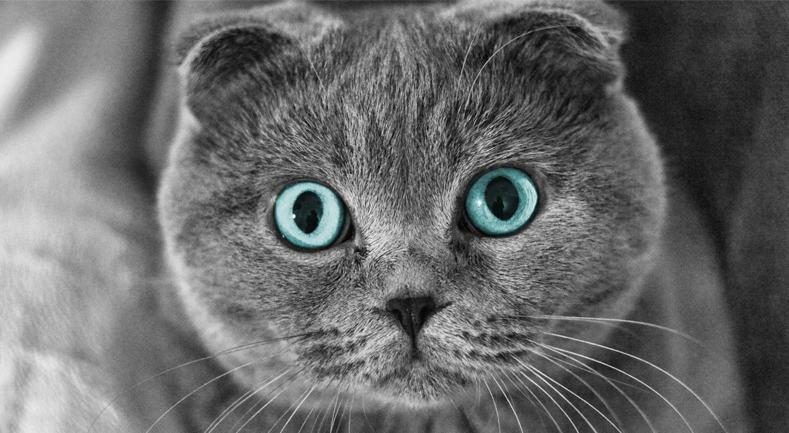 Fold Escocés | Best for Pets