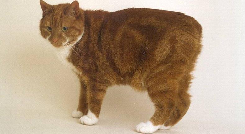 Manx | Best for Pets