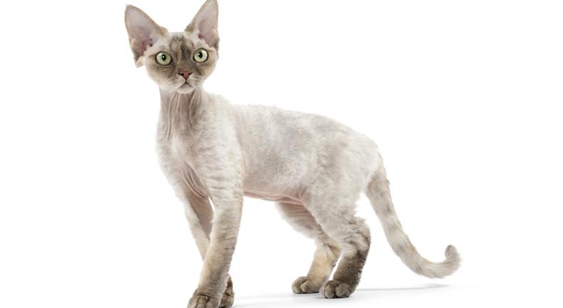 Devon Rex | Best for Pets