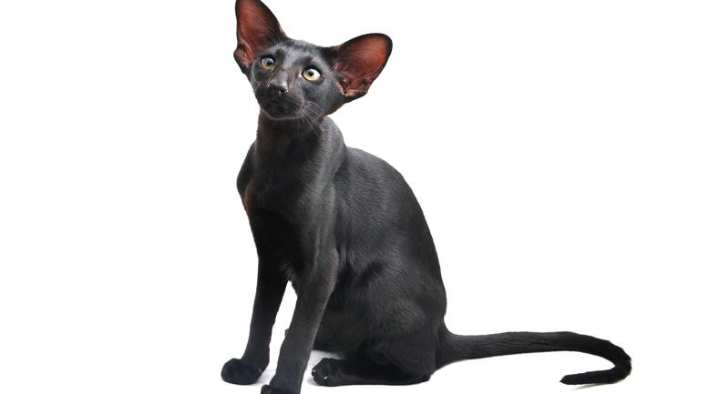 Oriental de Pelo Corto | Best for Pets