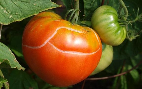 tomates agrietados