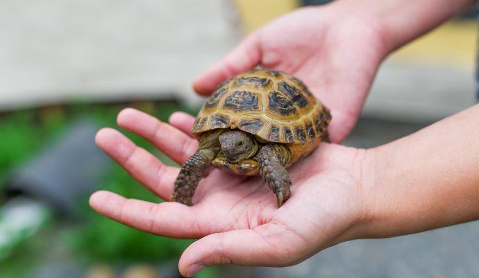 que comen las tortugas