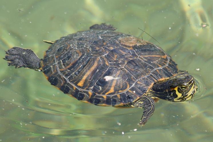 alimentos para tortugas