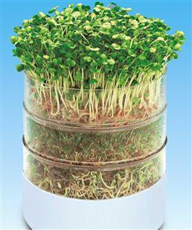 Cómo conseguir germinados en tu propia casa