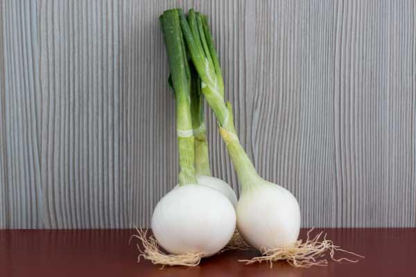 Cebolleta-verdeo