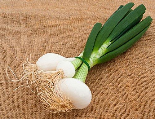 Cebolleta - Vaugirard Borettane - 200 Semillas