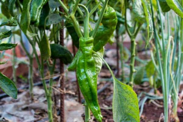 pimiento-italiano-cultivo