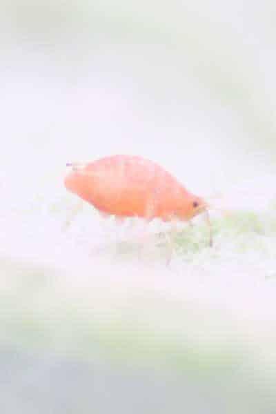 enfermedad-planta-pimiento