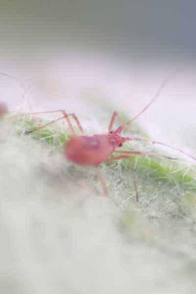 pulgon-plaga-pimiento