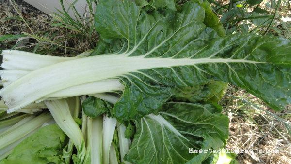 Acelgas recolectadas en la huerta