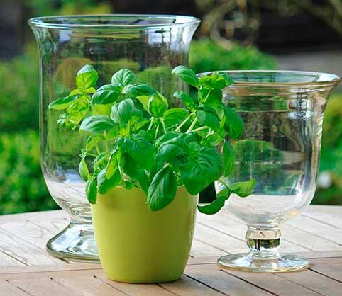 velas,-aceite,-reciclado,-vasos,-soja,-jarron-cristal-pequeño-y-grande-y-maceta-de-albahaca