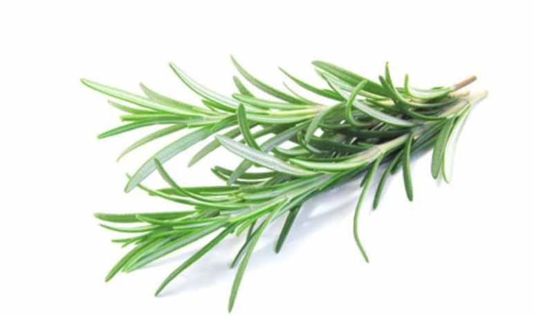 Remedios naturales para eliminar pulgas del hogar y el jardín