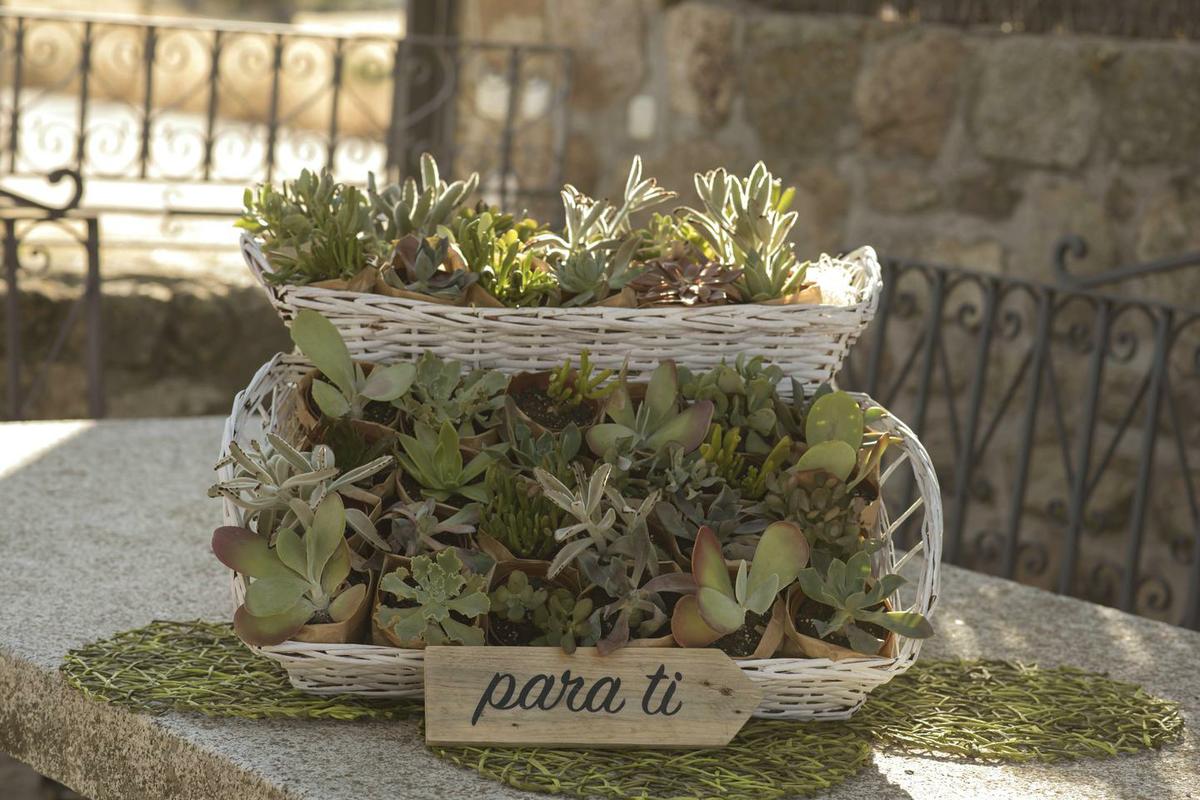 Plantas, detalles para invitados