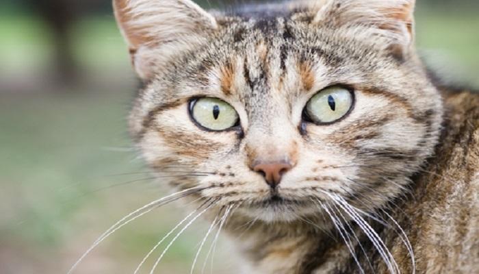 cómo identificar la fiebre en gatos