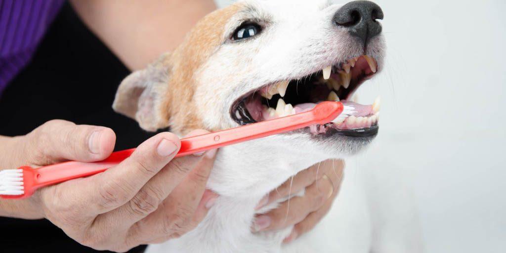 Cepillar los dientes al perro