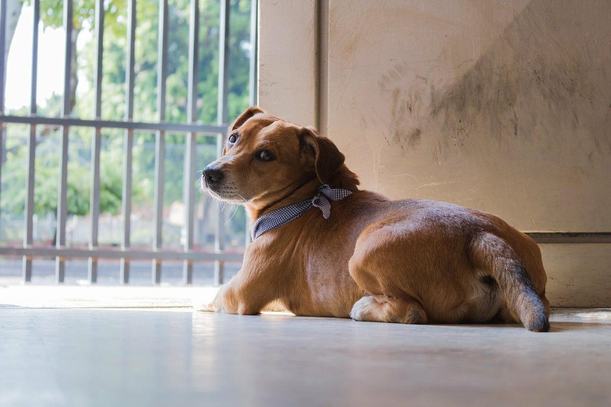 tenencia responsable de mascotas