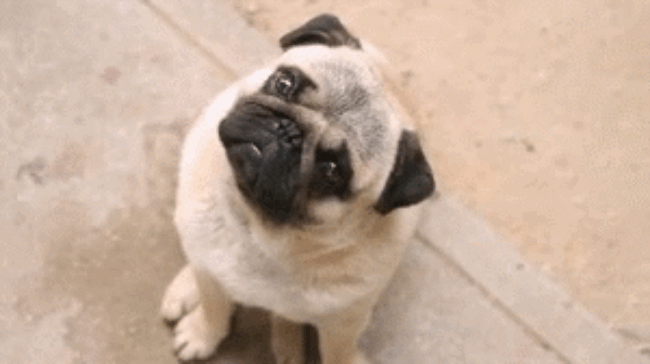 hablar con tu perro