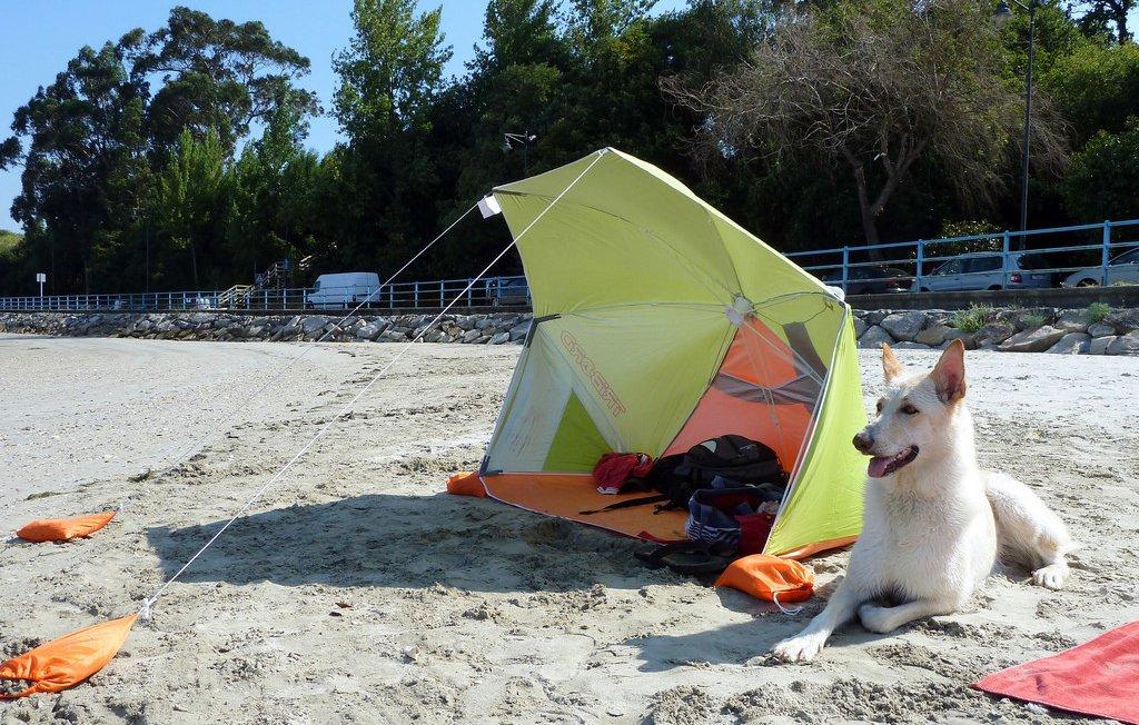 accesorios para perros