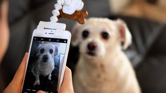 accesorios para perros