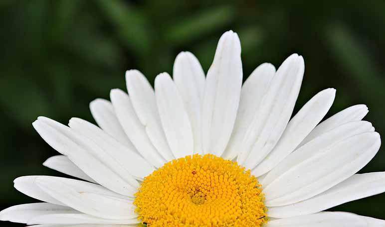 Remedios caseros para el dolor de espalda