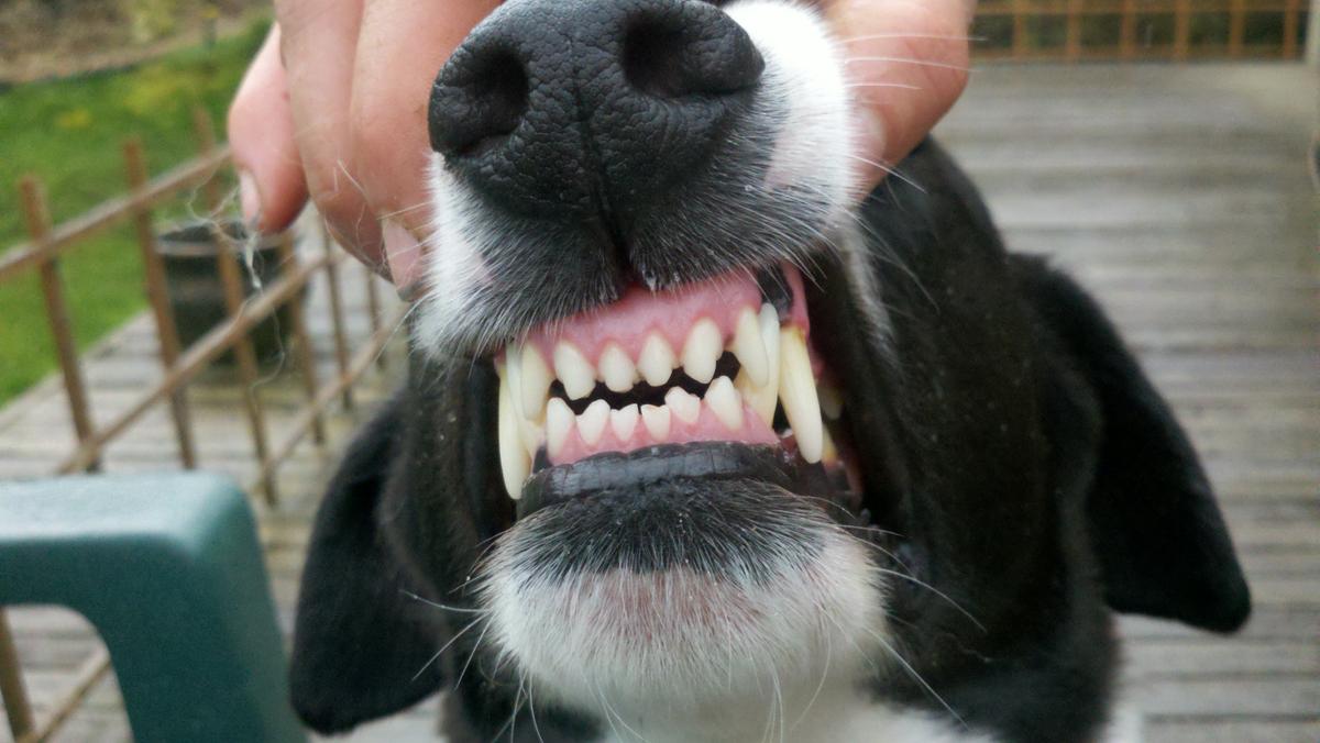 dientes de perro